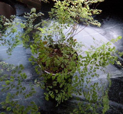 a "little lady" miniature maidenhair fern that arrived yesterday . . . 