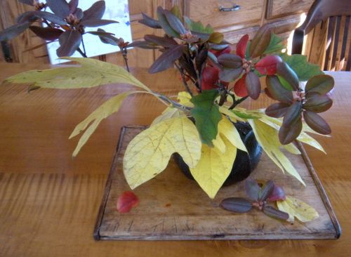 leaves from the front and back gardens